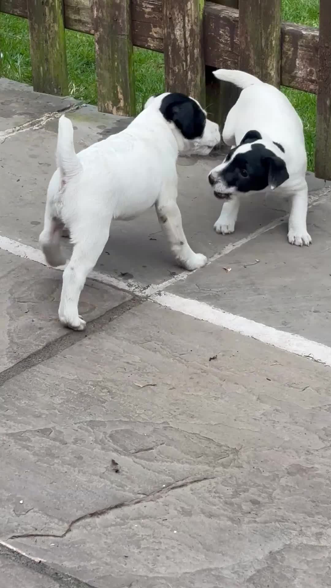 Jack Russell dogs for sale: Beautiful small Jack Russell bitches - Video 1