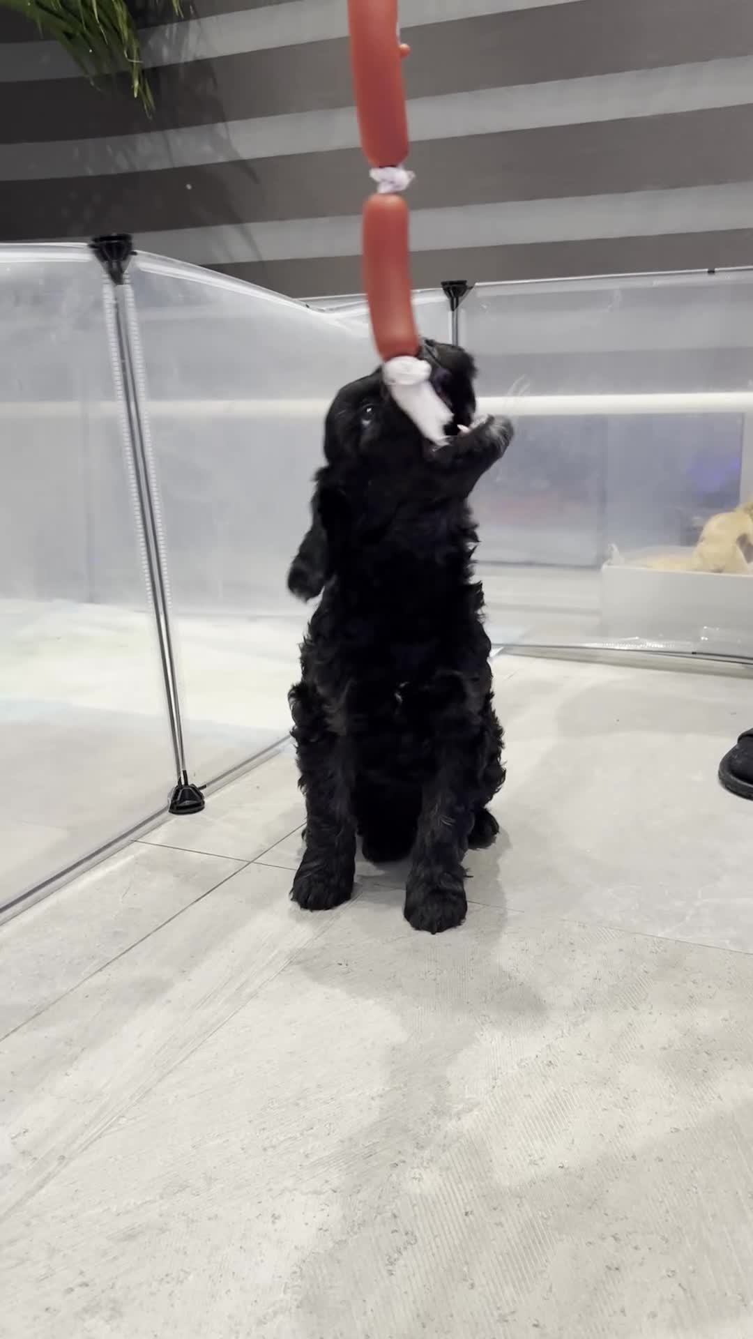 Cockapoo dogs for sale: Great temperament, two cockapoo's - Video 2