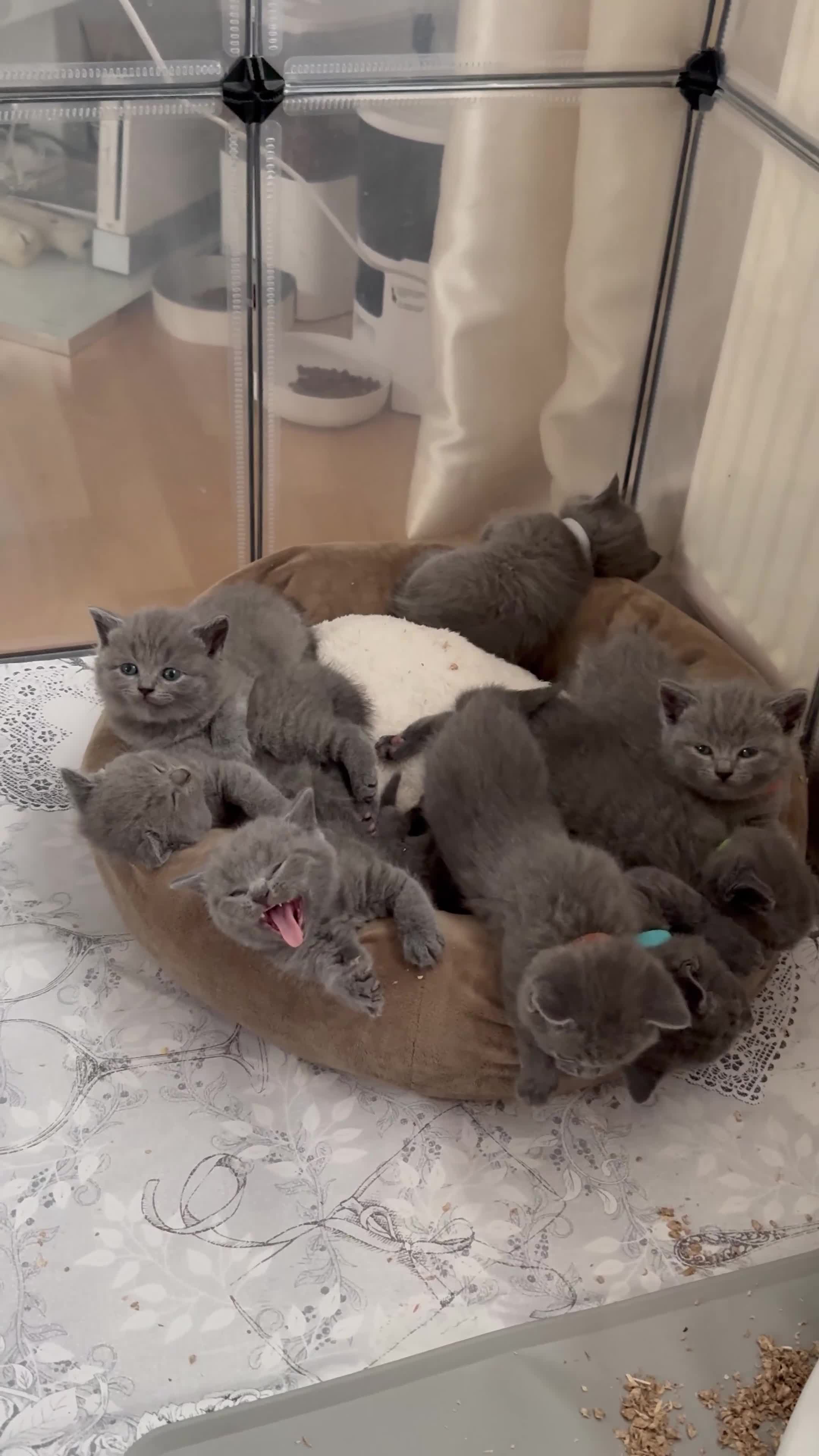British Shorthair cats for sale: Blue British shorthair  - Video 1