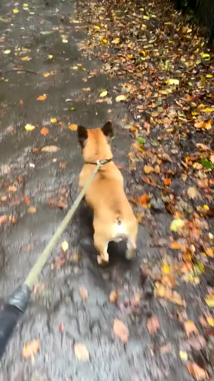 French Bulldog dogs for stud: Mani standard red silver fbce RFG 1  in Edinburgh - Video 3