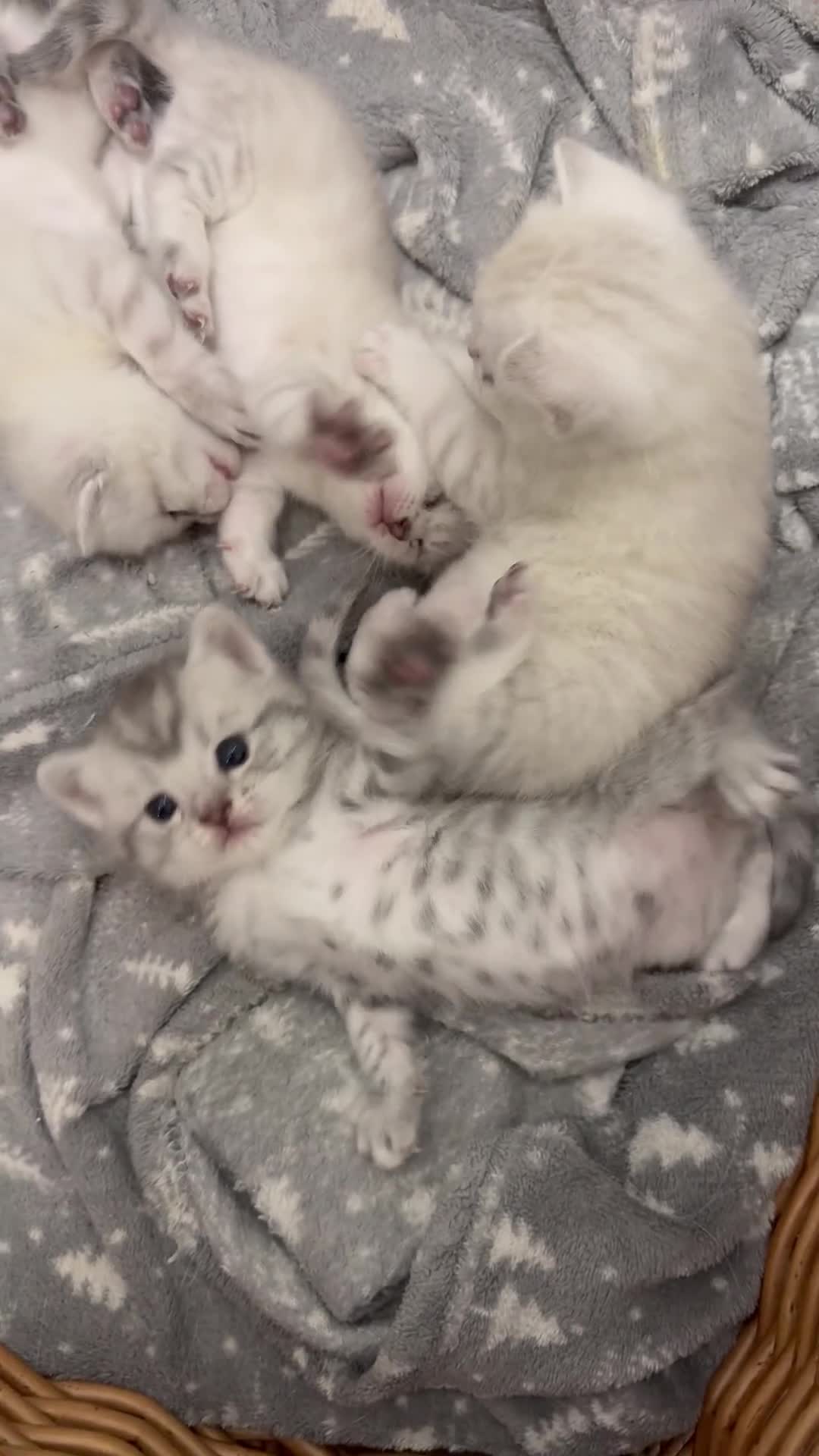 Mixed Breed cats for sale: 3/4 British short hair kittens - Video 1