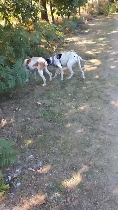 Pointer dogs for adoption: Caqui a wonderful older Pointer - Video 2