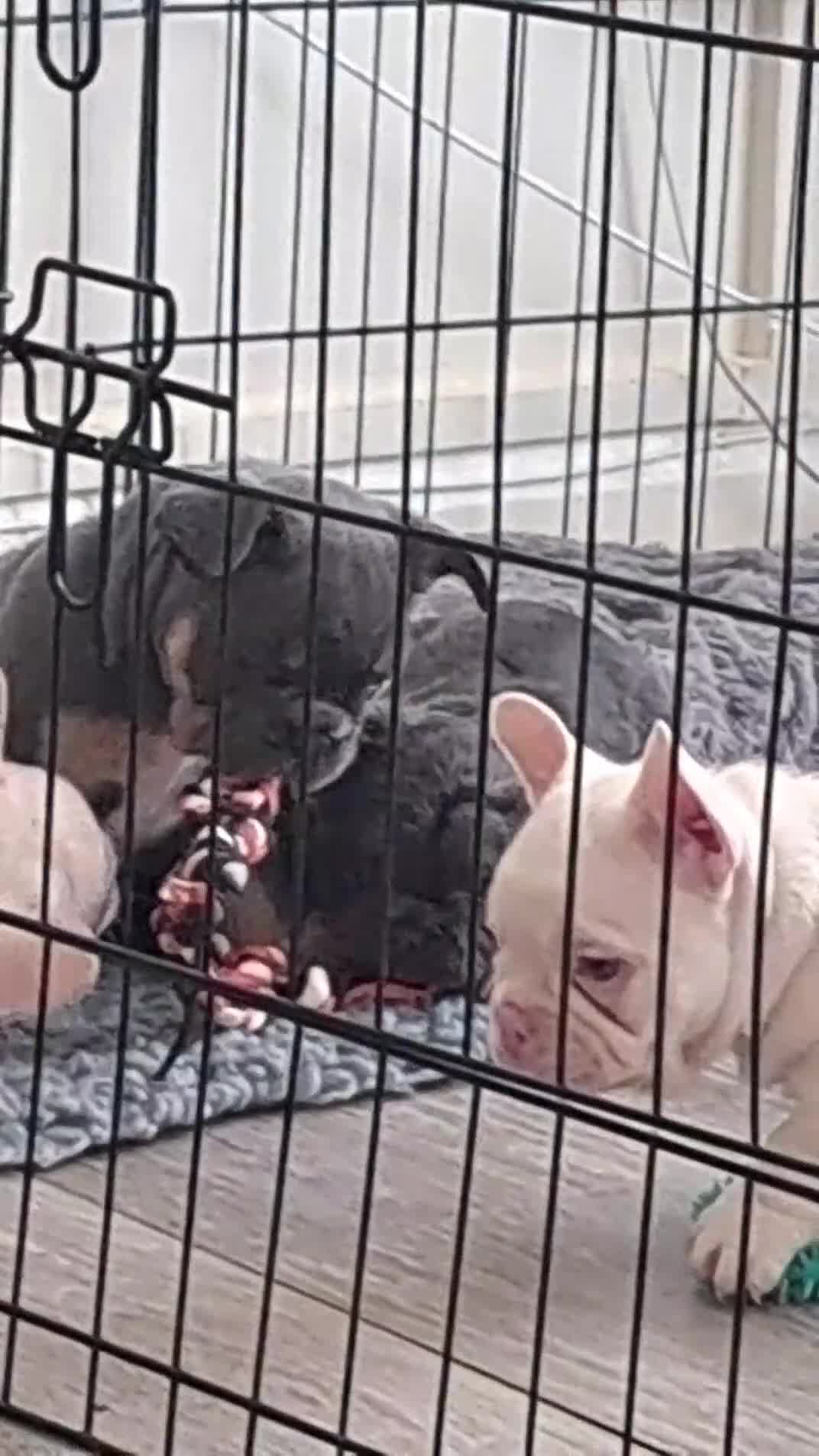 French Bulldog dogs for sale: One pink male french bulldog left  - Video 5