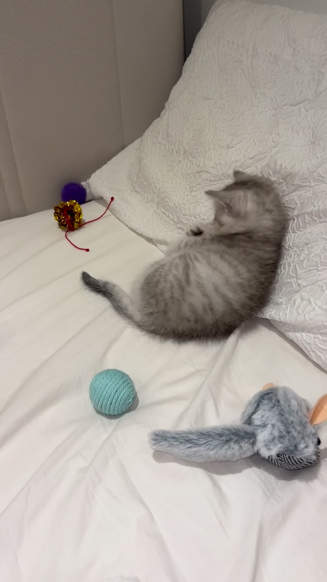 Mixed Breed cats for sale: Half BRITISH SH half Scottish fold mixedbreed girl in London - Video 1