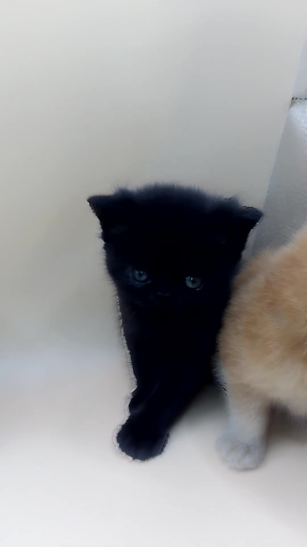 Exotic cats for sale:  Exotic British shorthair  - Video 1