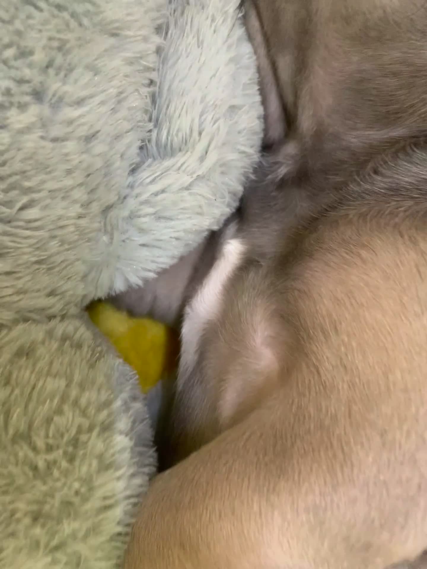 French Bulldog dogs for sale: Our little Aida - new loving family home  - Video 1