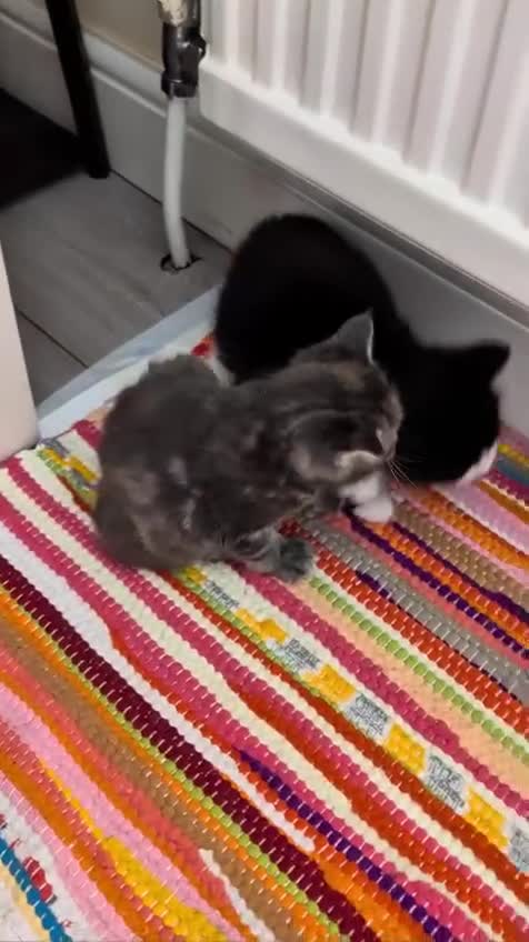 European cats for sale: 5 Beautiful  Kittens Looking for Forever Homes! - Video 1