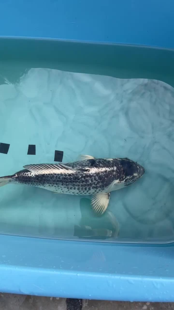 Koi Carp fish for sale: Koi Carp - Video 2