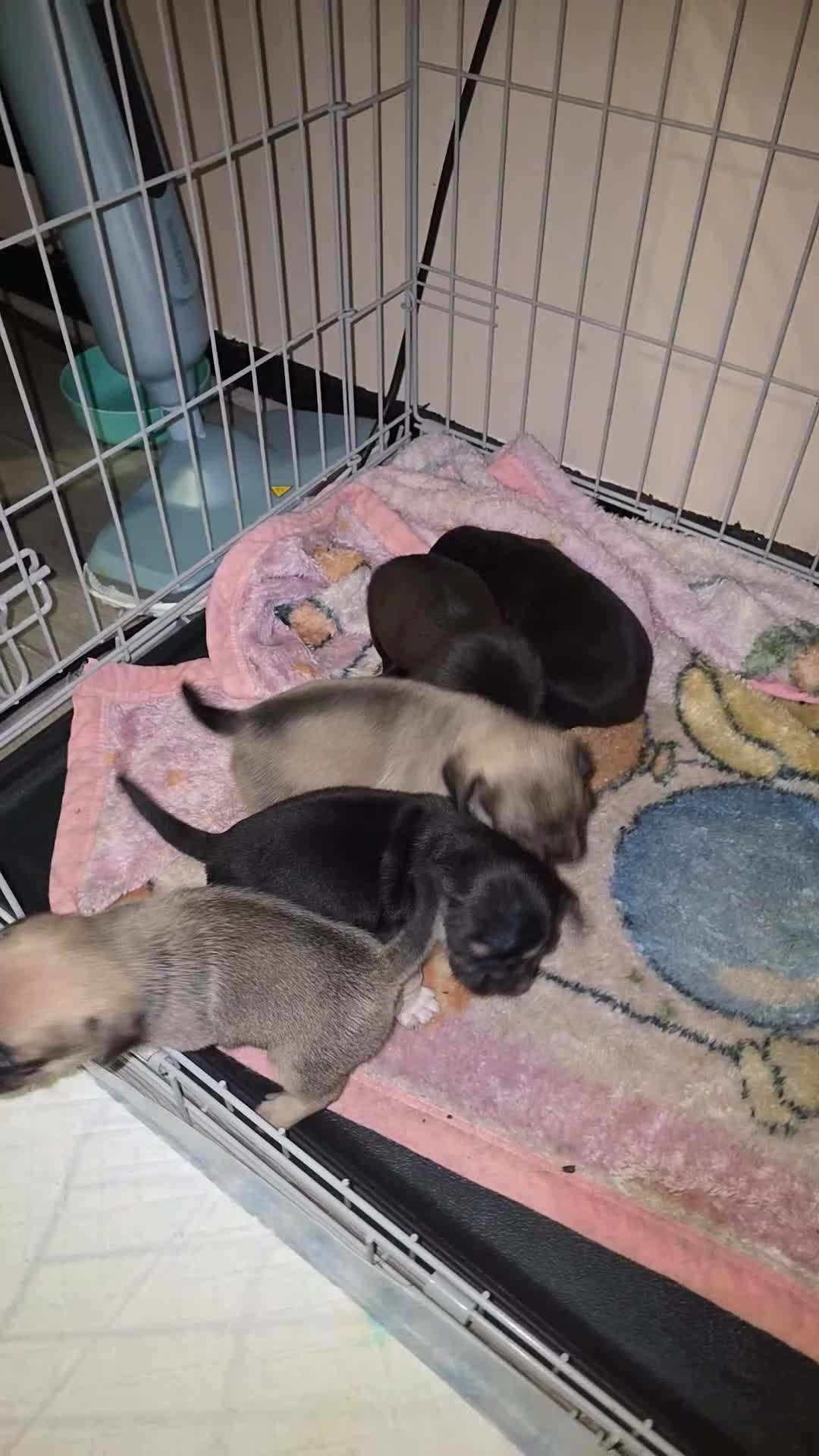 Mixed Breed dogs for sale: Mixed breed puppies for sale - Video 4