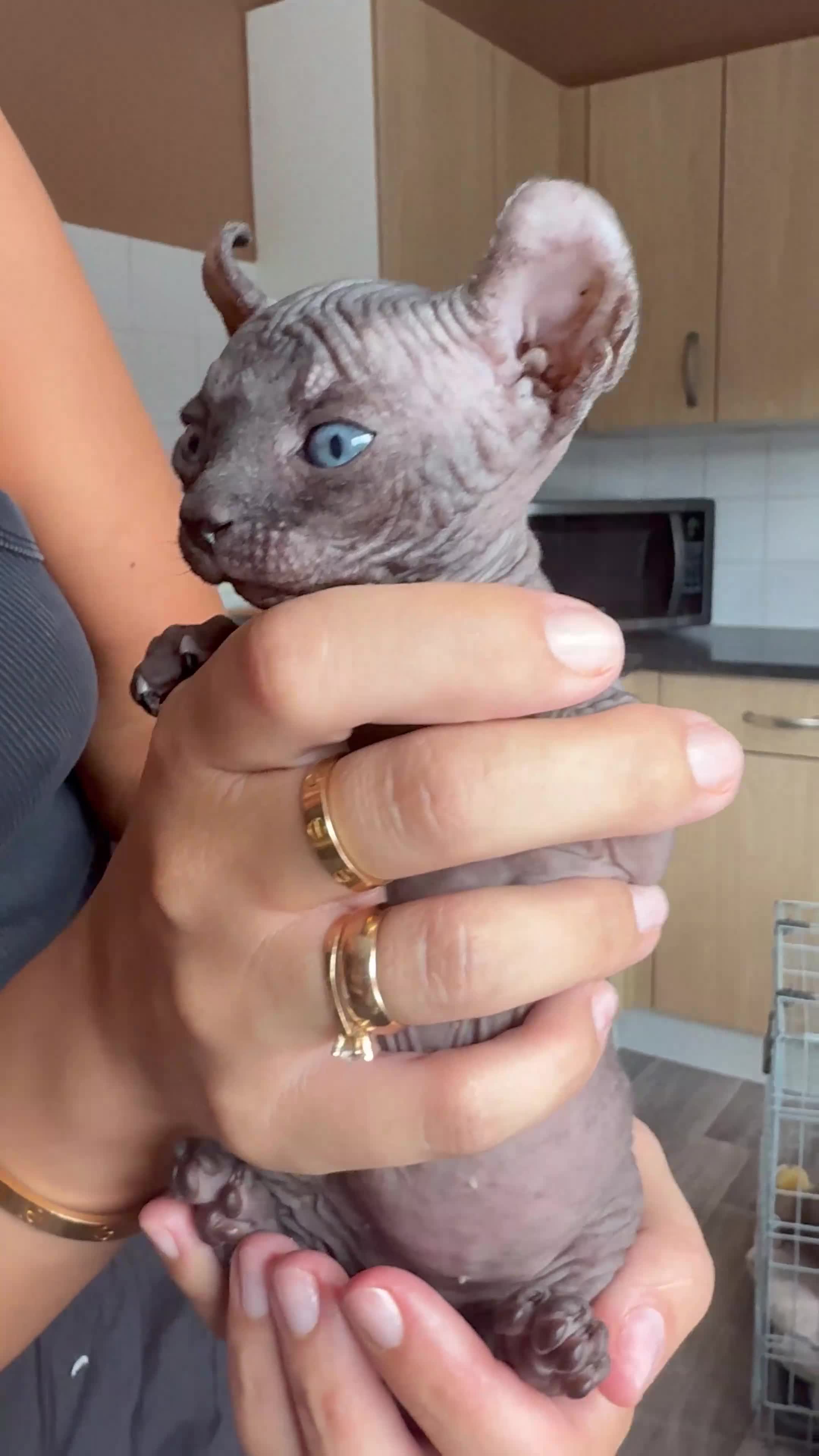 Sphynx cats for sale: 3 Girls left TICA Canadian Elf Sphynx  - Video 1