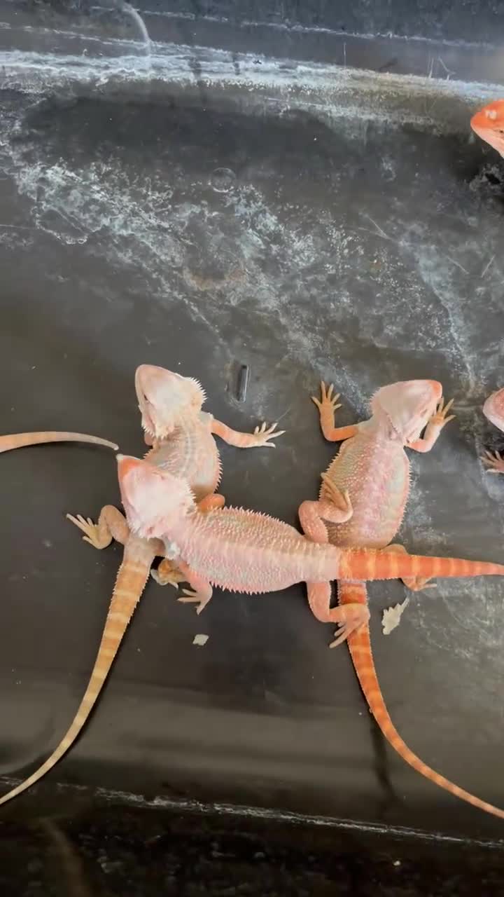 Bearded Dragon reptiles for sale: Bearded dragon babies red hypo & orange hypo  - Video 1
