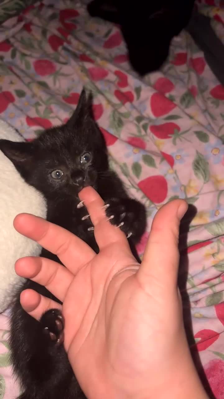 Bengal cats for sale: Black Bengal cross Kittens in Pentre - Video 2