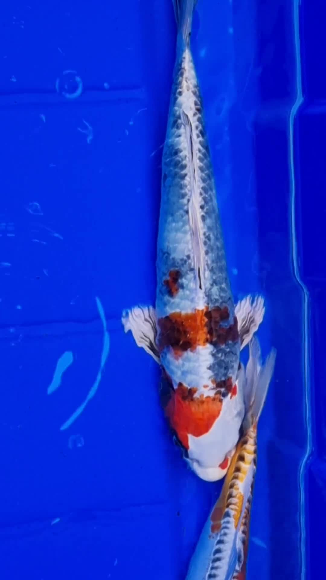 Koi Carp fish for sale: 8 to 10 inch Koi Carp mix pond fish in Chorley  - Video 2