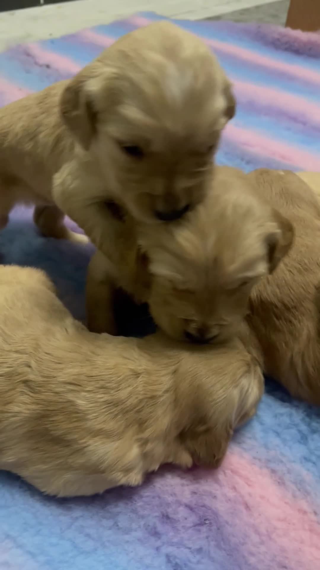 Golden Retriever dogs for sale: KC golden retriever puppies - Video 1