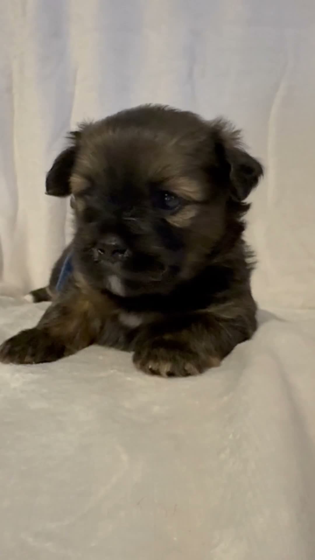 Mixed Breed dogs for sale: Beautiful chunky Lhaso Apso mix puppies - Video 2