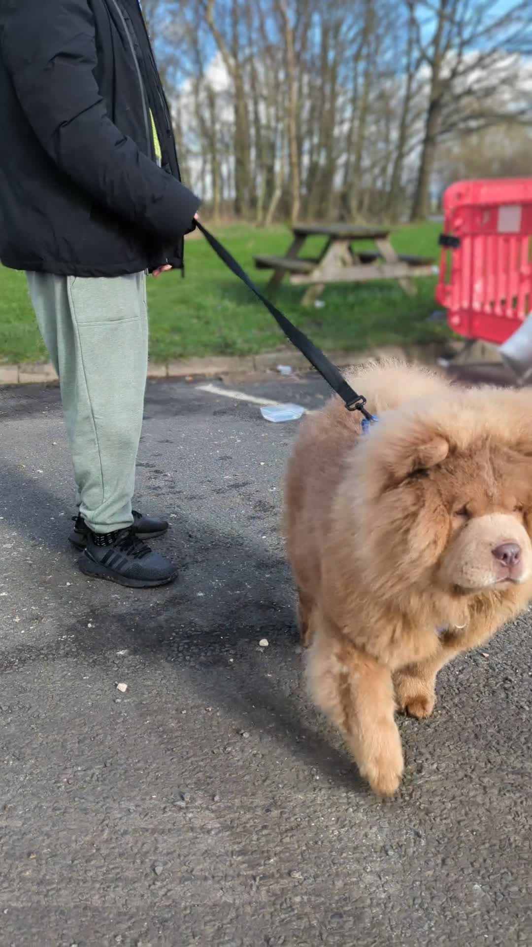 Chow Chow dogs for sale: KC Lilac male chow - champion bloodline - Video 2