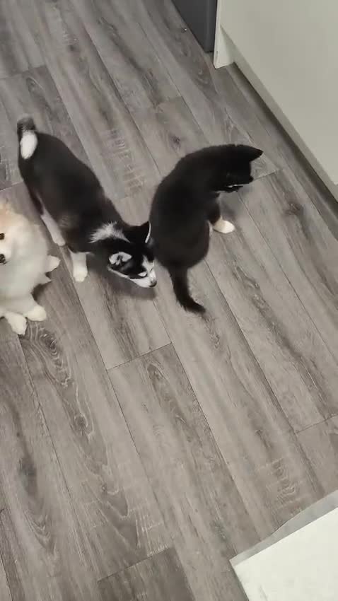 Pomsky dogs for sale: Beautiful Pomsky 1 Girl Available - Video 4
