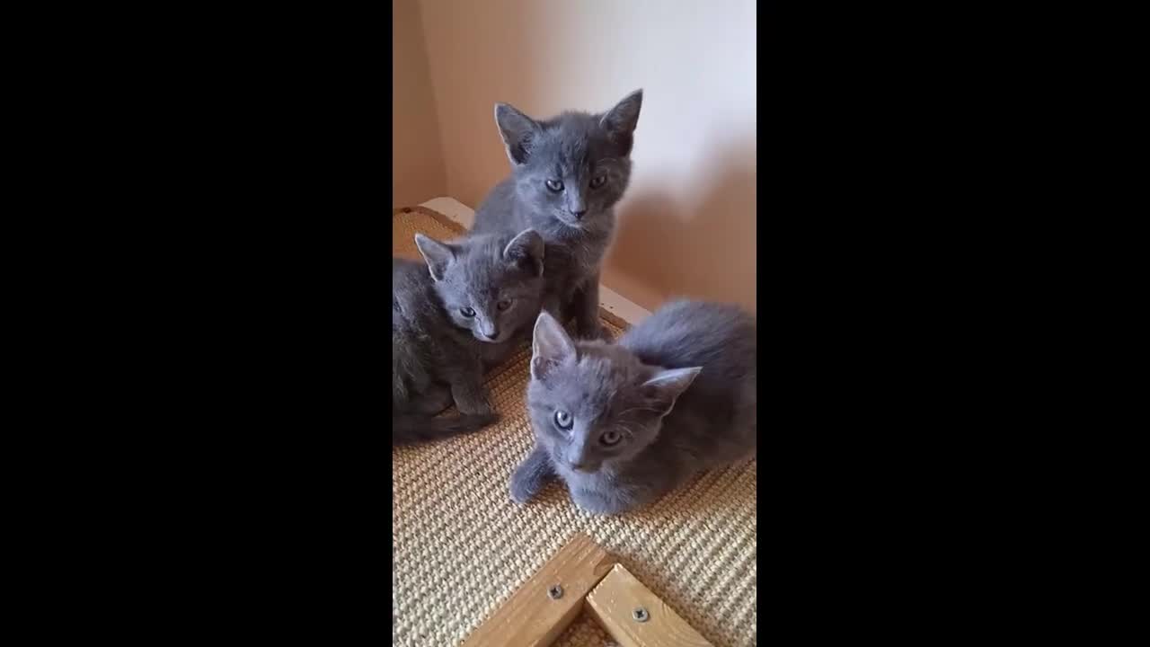 Russian Blue cats for sale: Russian Blue Kittens - 2 Boys left - Video 2