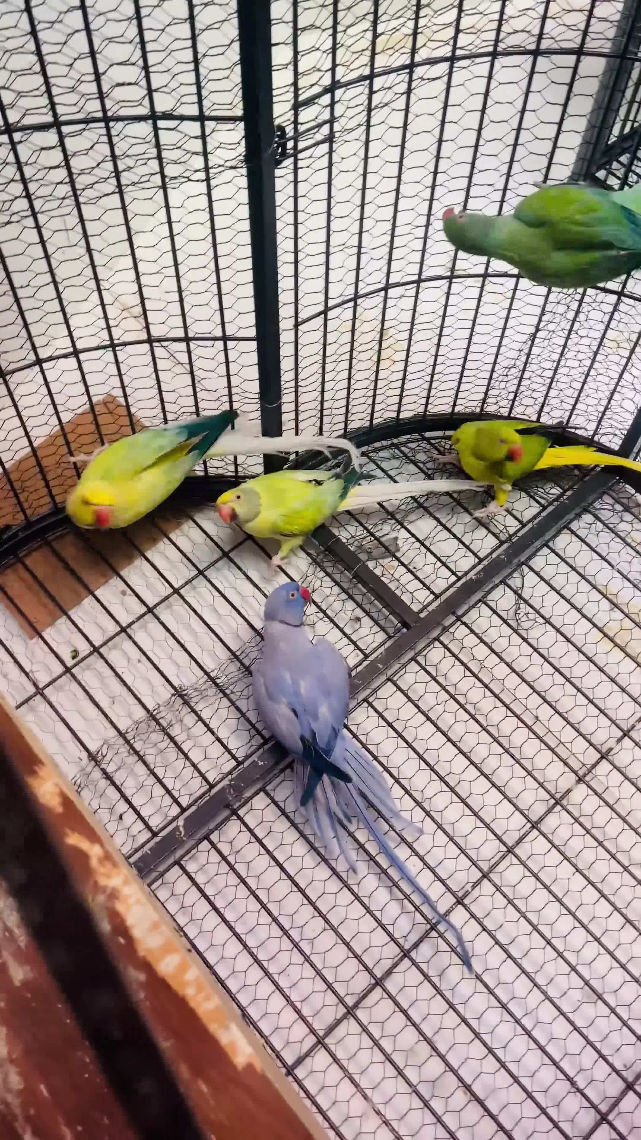 Parakeets birds for sale: Indian Ringneck parrot  - Video 1