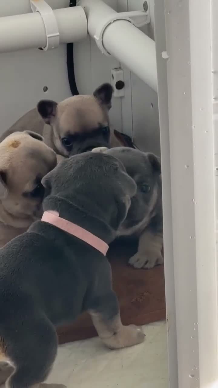 French Bulldog dogs for sale: French Bulldog Pups in Middlesbrough - Video 3