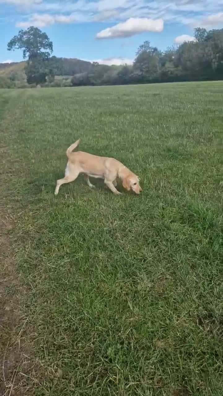 Labrador Retriever dogs for sale: Gun dog bitch - Video 1