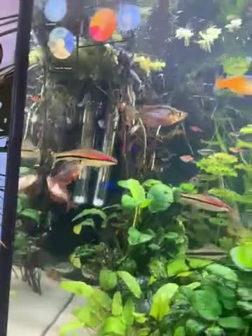 Other/Mixed Breed fish for sale: Tropical fish - Video 1