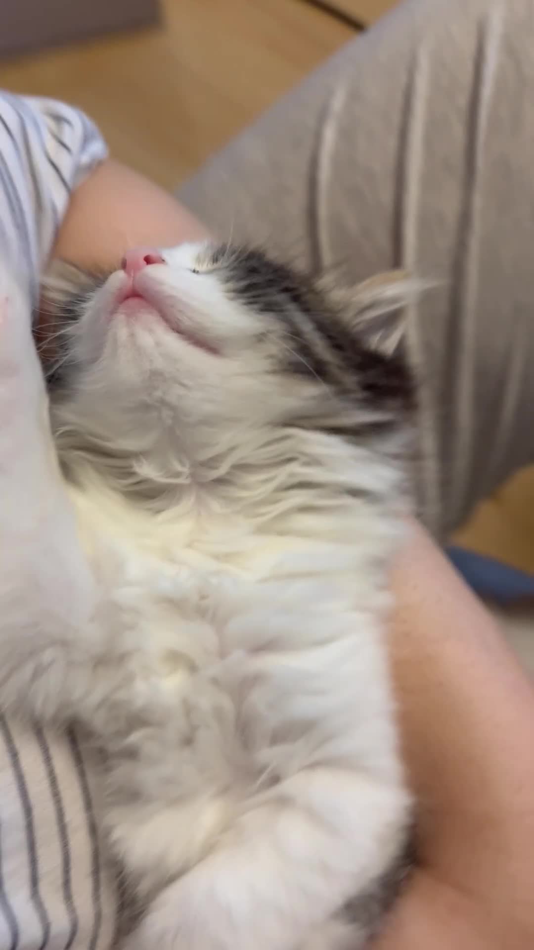 Mixed Breed cats for sale: Last kitten available  - Video 3