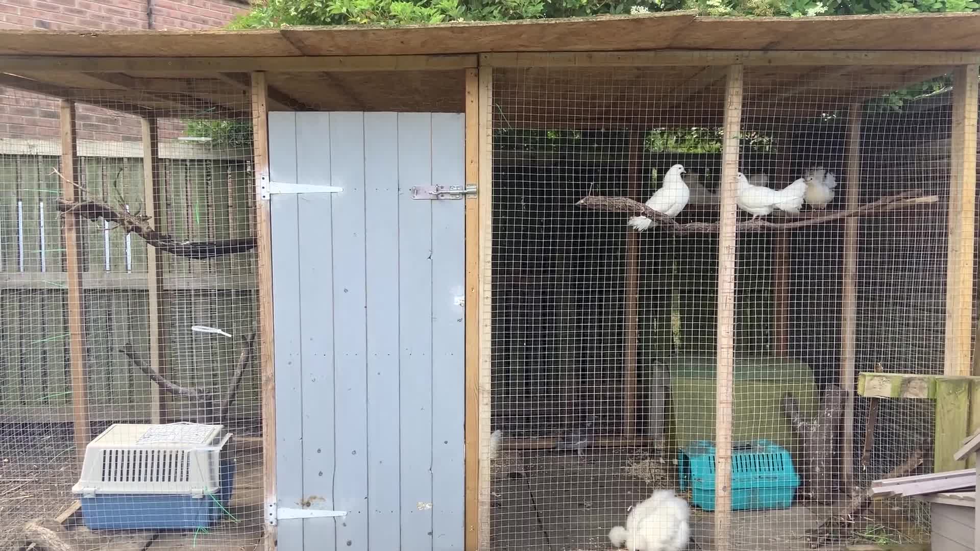 Pigeons birds for sale: Hand reared fantails  in Houghton le Spring - Video 1