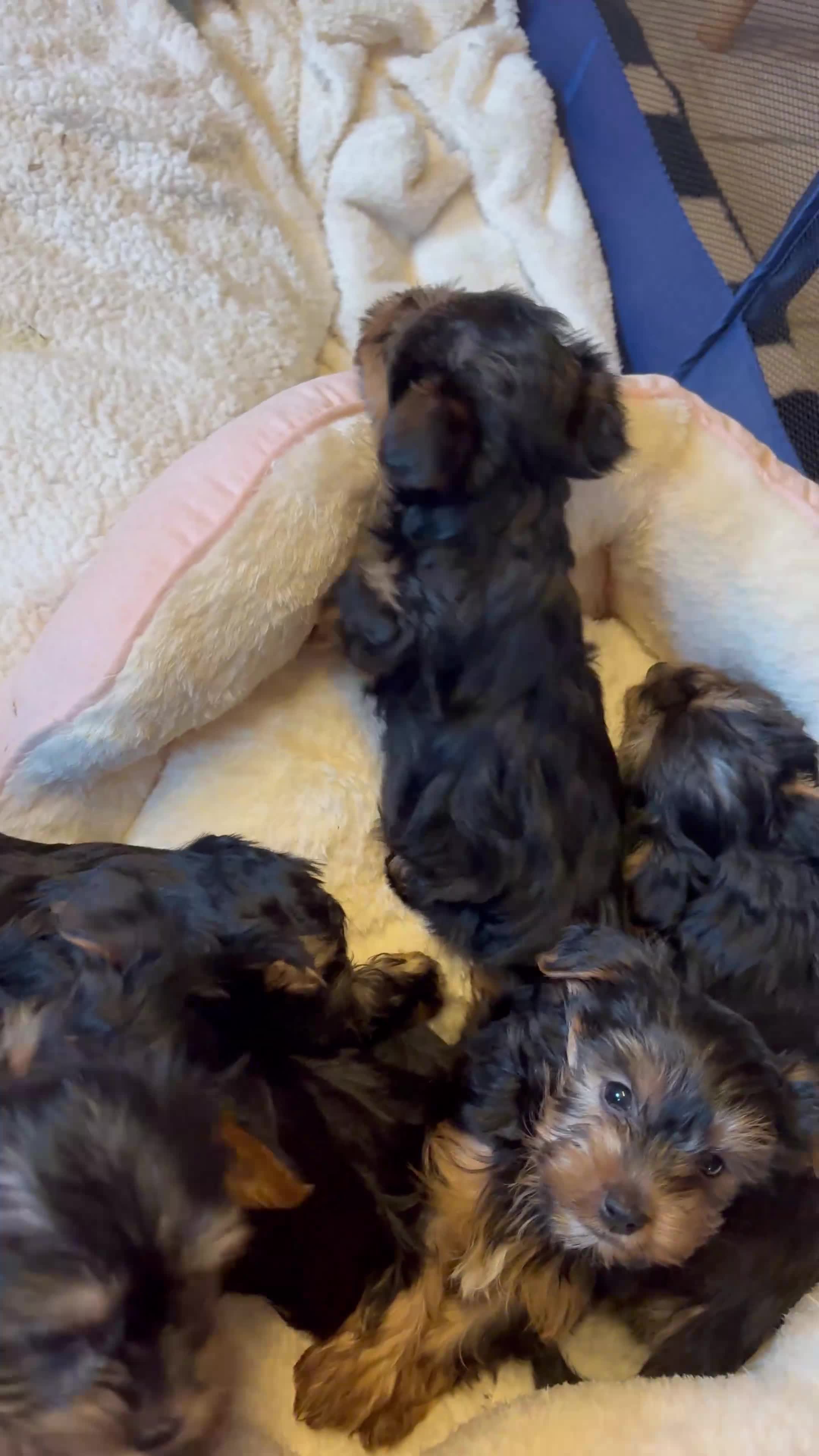 Yorkshire Terrier dogs for sale: Yorkshire Terriers - Video 3