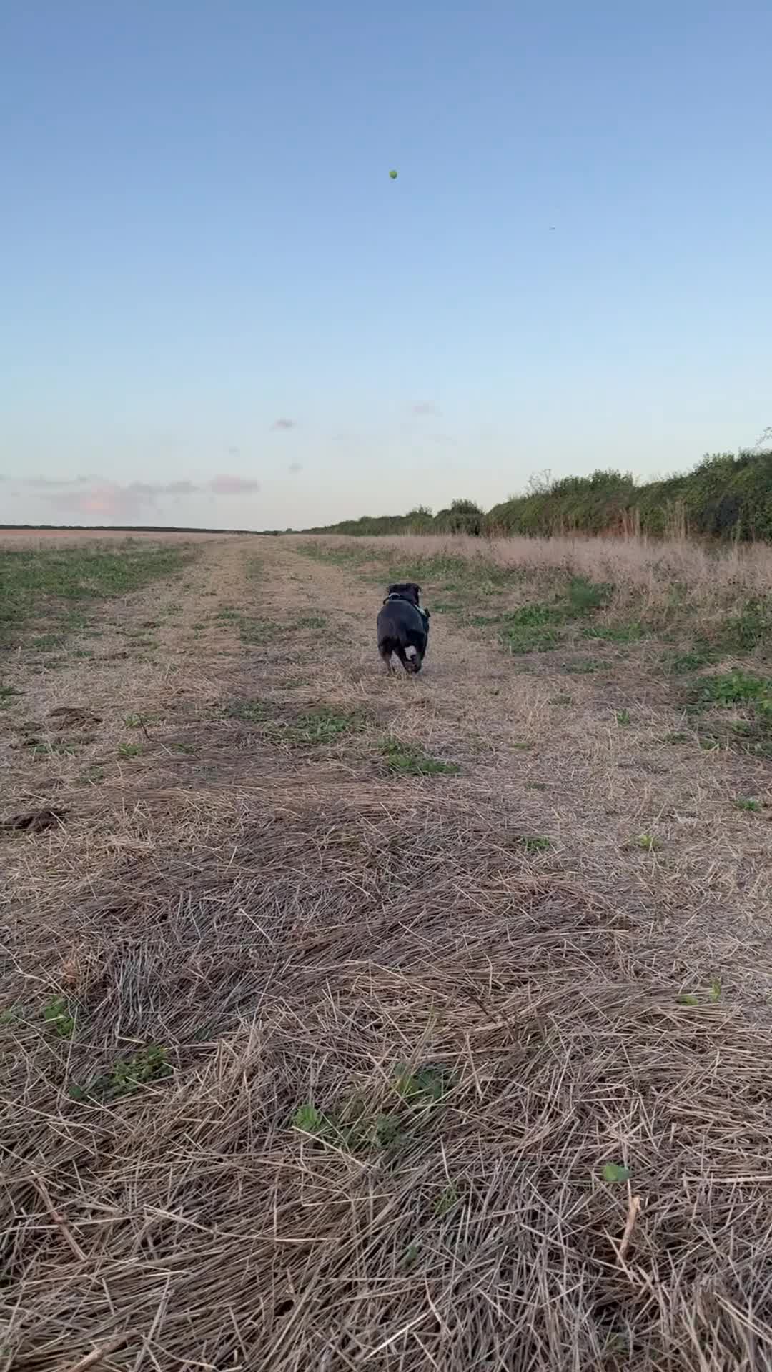 Staffordshire Bull Terrier dogs for stud: Staffordshire Bull Terrier STUD - Video 1