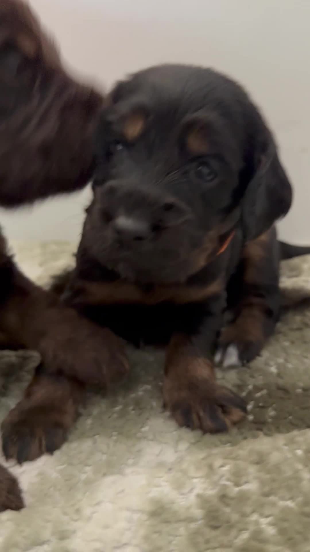 Cockapoo dogs for sale: F1B cockapoo puppies - Video 2