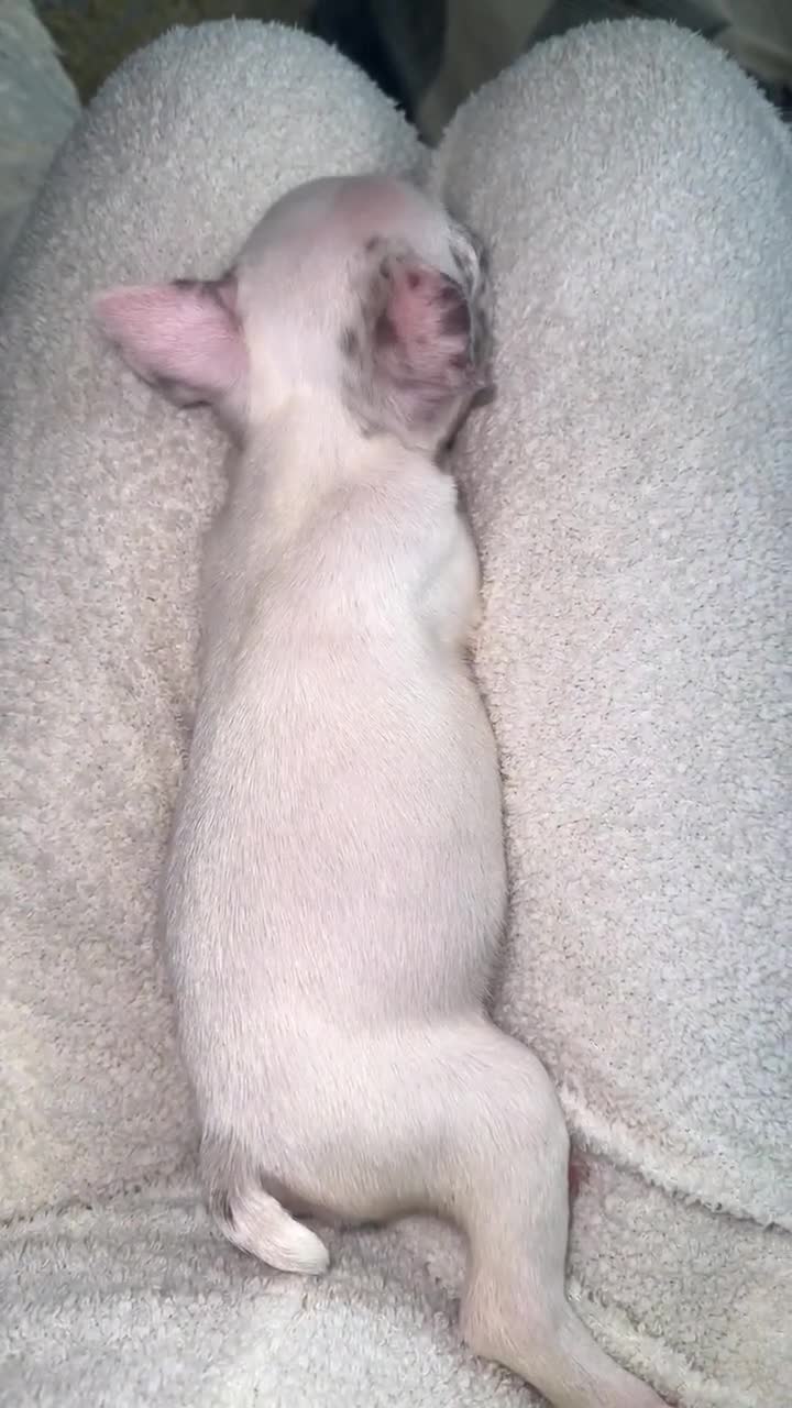 French Bulldog dogs for sale: 2 KC Reg’d French Bulldog Pups For Sale Left - Video 1