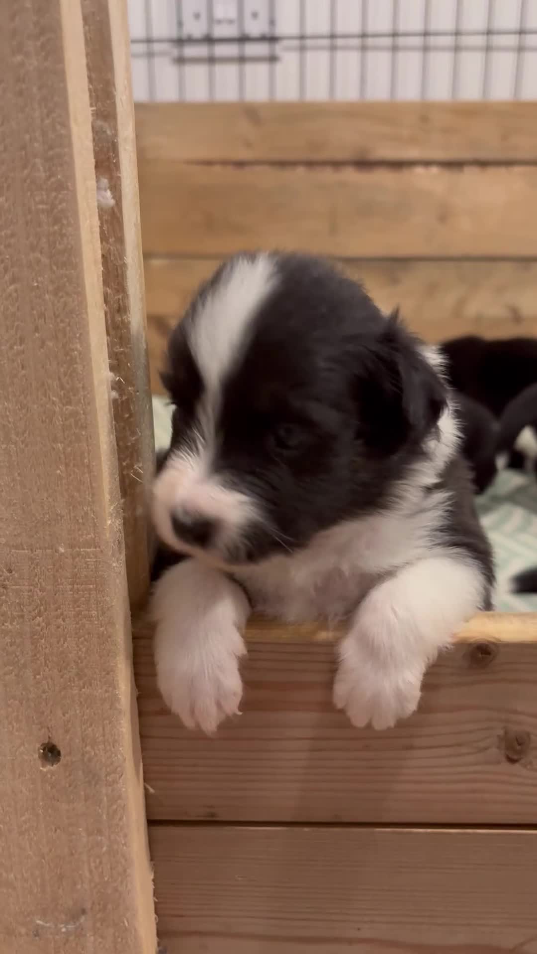Border Collie dogs for sale: ✨Mimi Lolita’s litter has arrived✨ in Market Rasen - Video 1