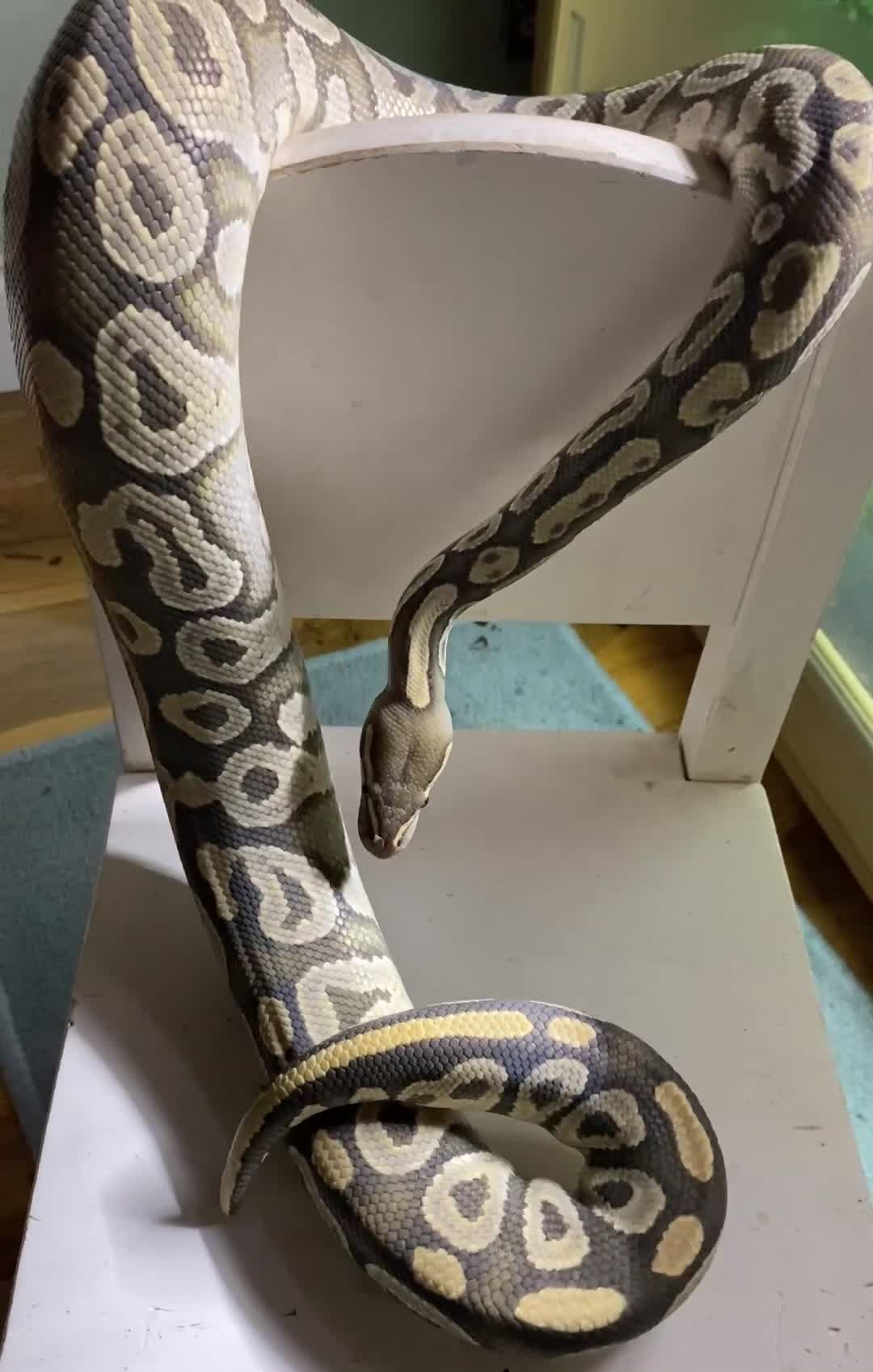 Python Snake reptiles for sale: Royal pythons looking for new homes  - Video 1