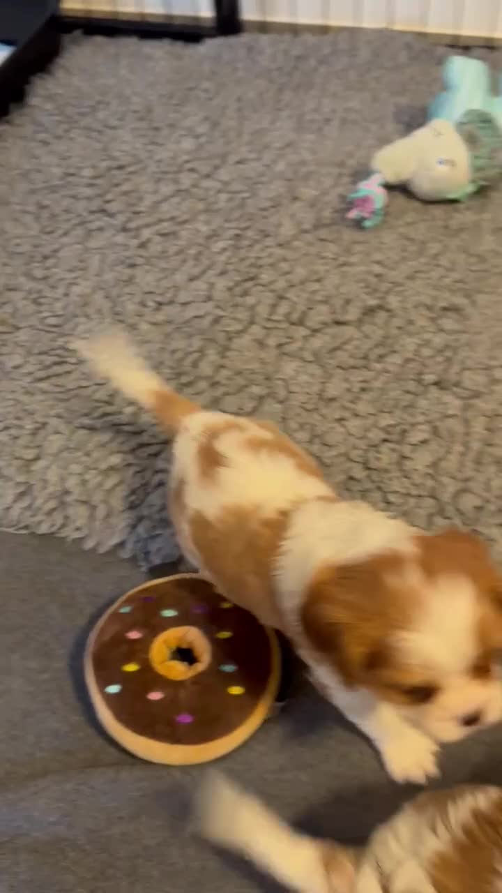 Cavalier King Charles Spaniel dogs for sale: Fully Health Tested Cavalier King Charles Spaniels in Rugby - Video 1