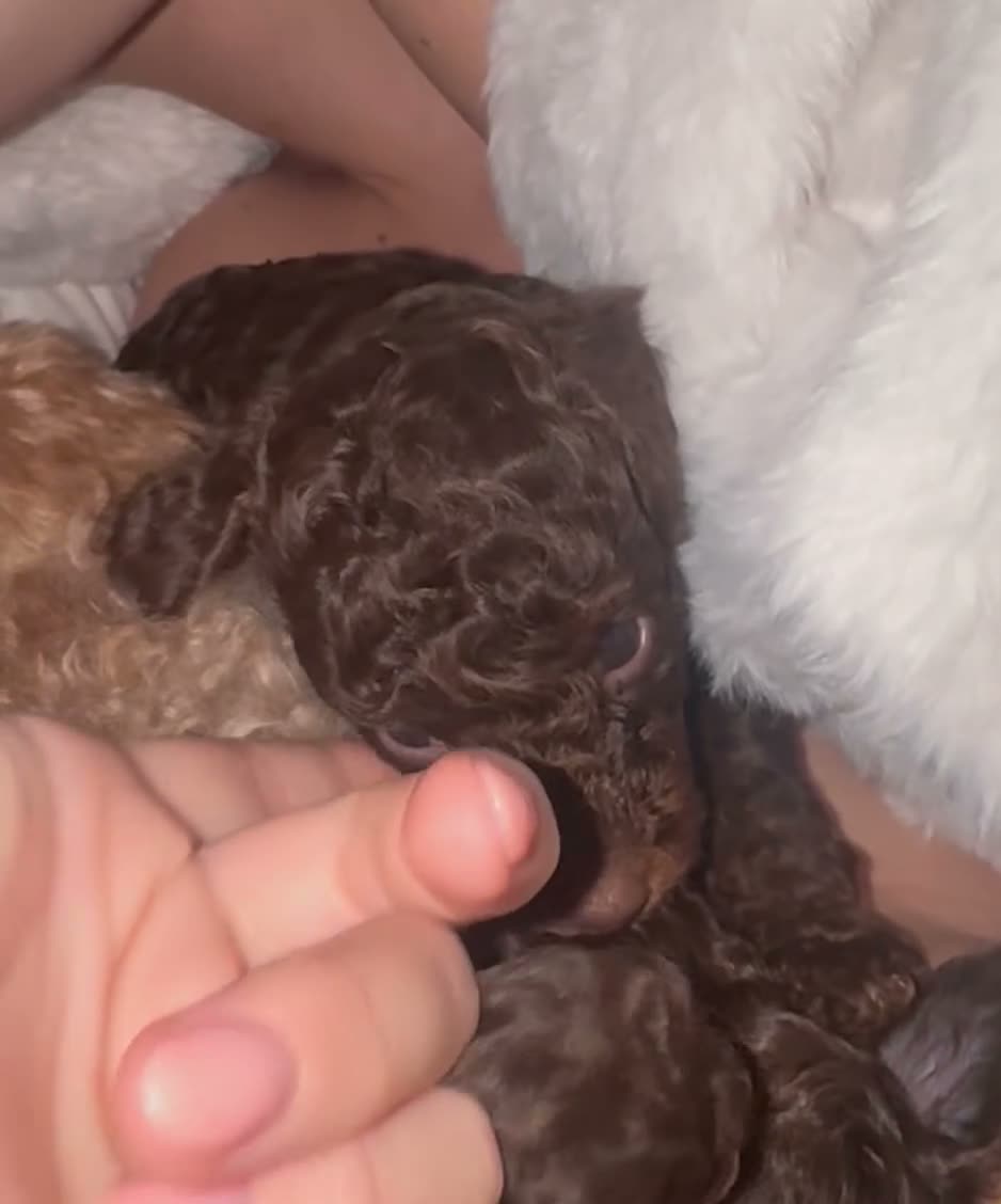 Miniature Poodle dogs for sale: Phantom, health tested & KC miniature poodle pups  - Video 2