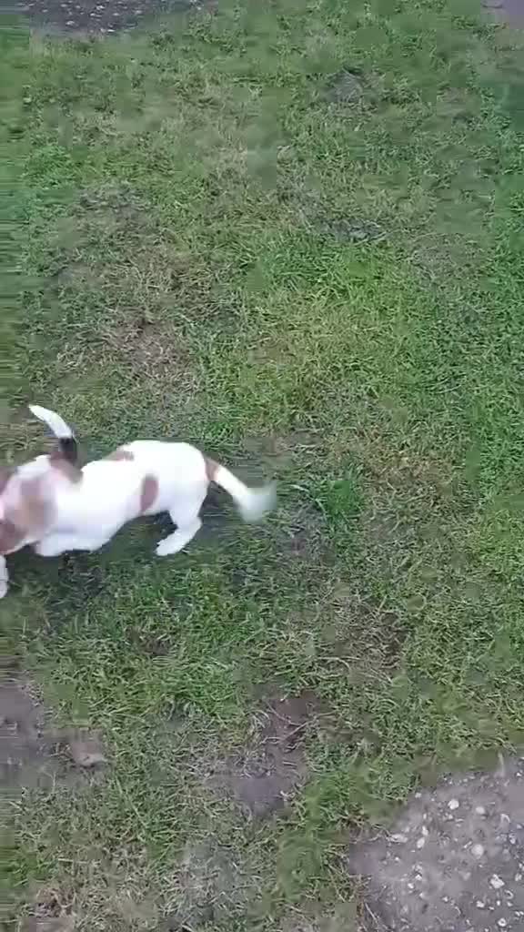 Jack Russell dogs for sale: SUPER CUTE PUPPIES  - Video 1