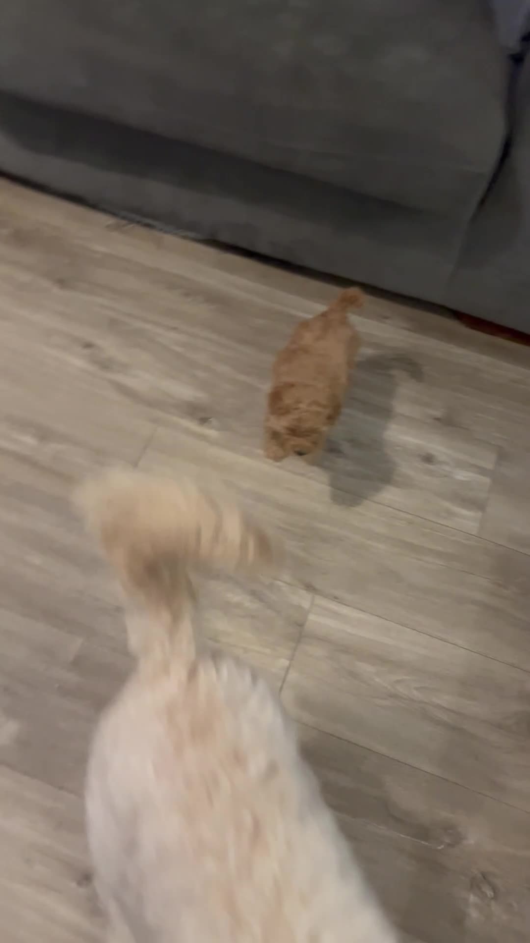 Cockapoo dogs for sale: Beautiful cockapoo puppies  - Video 1