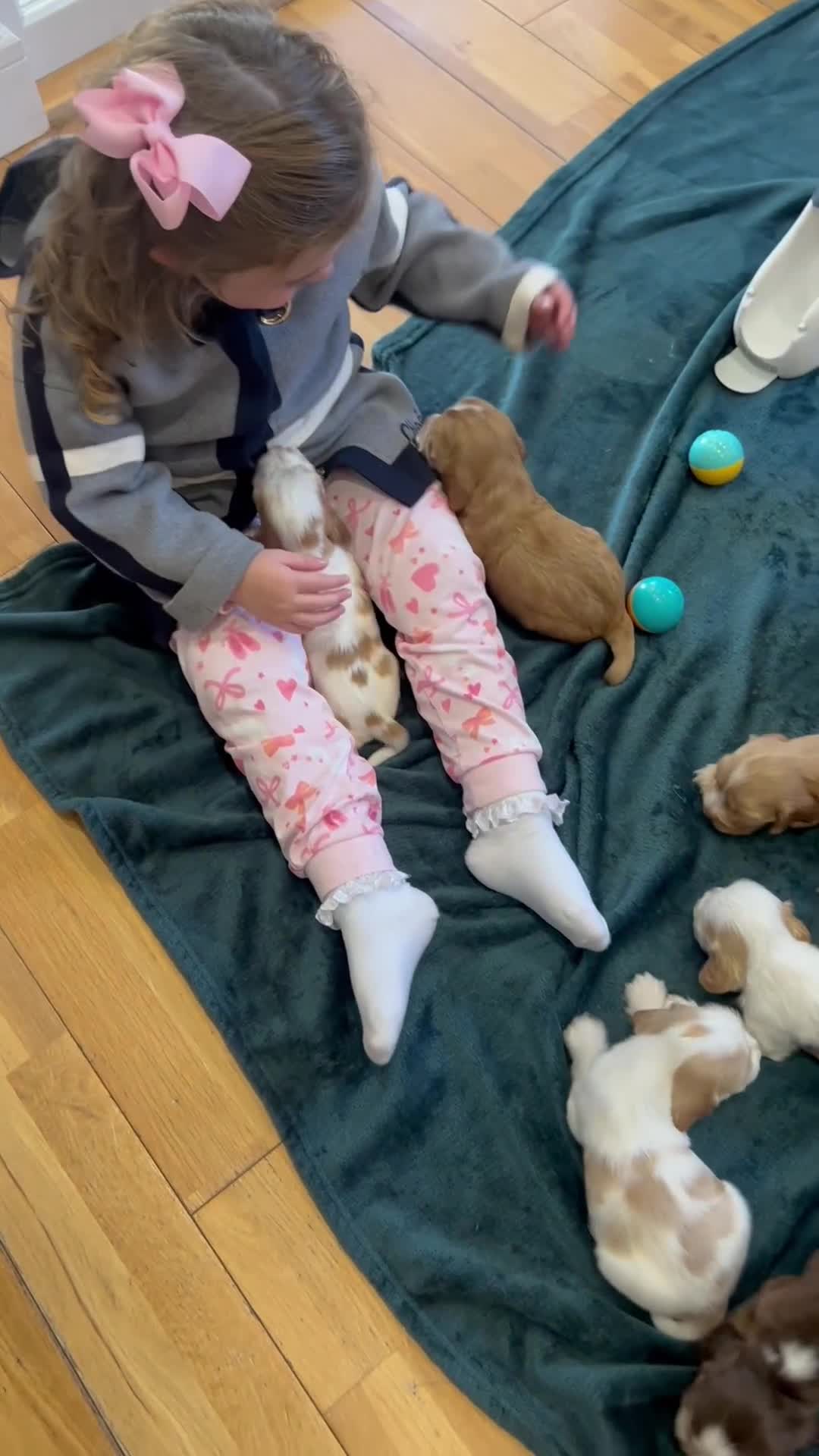 Cocker Spaniel dogs for sale: 4⭐️Licensed KC Reg English Show Cocker Spaniel - Video 2