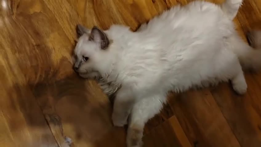 Ragdoll cats for sale: GCCF Registered Kittens*Ready to go*ONE BOY LEF* - Video 1