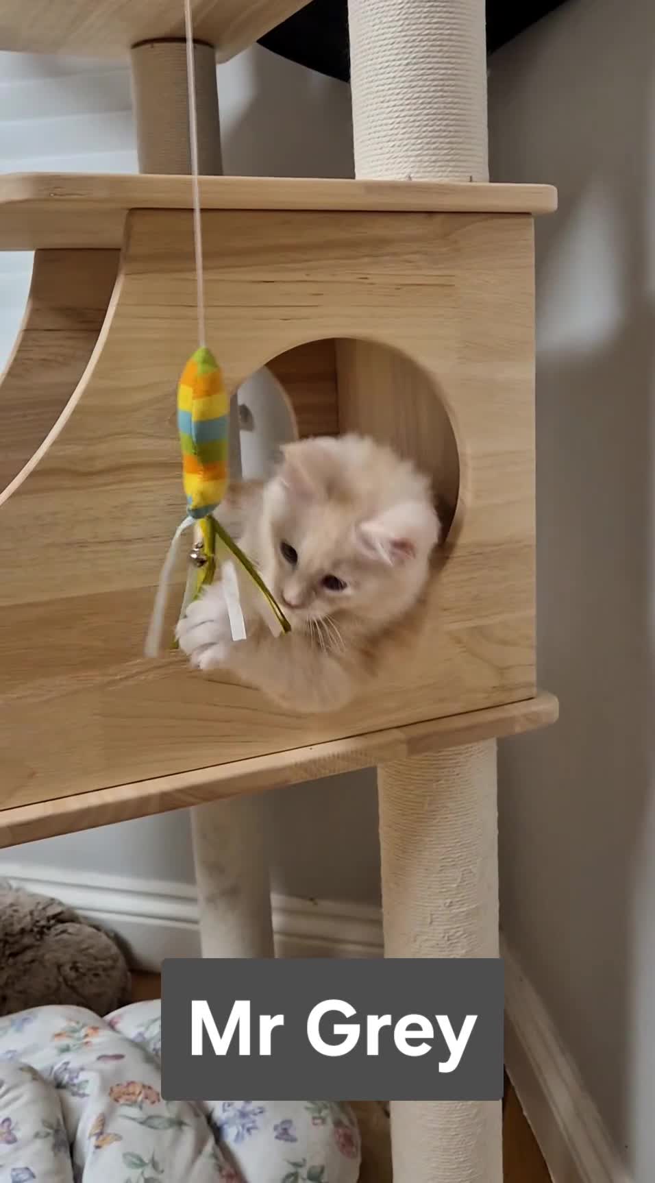 Maine Coon cats for sale: GCCF Pedigree Rare Red Shaded Silver Maine Coons - Video 2