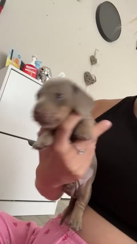 Dachshund dogs for sale: Male dachshunds- please read full description  in Merthyr Tydfil - Video 1