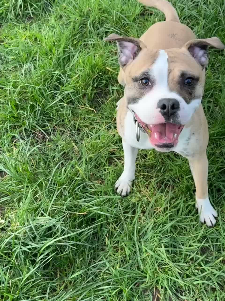 Mixed Breed dogs for sale: Two year old staffy cross free to the right home  - Video 1