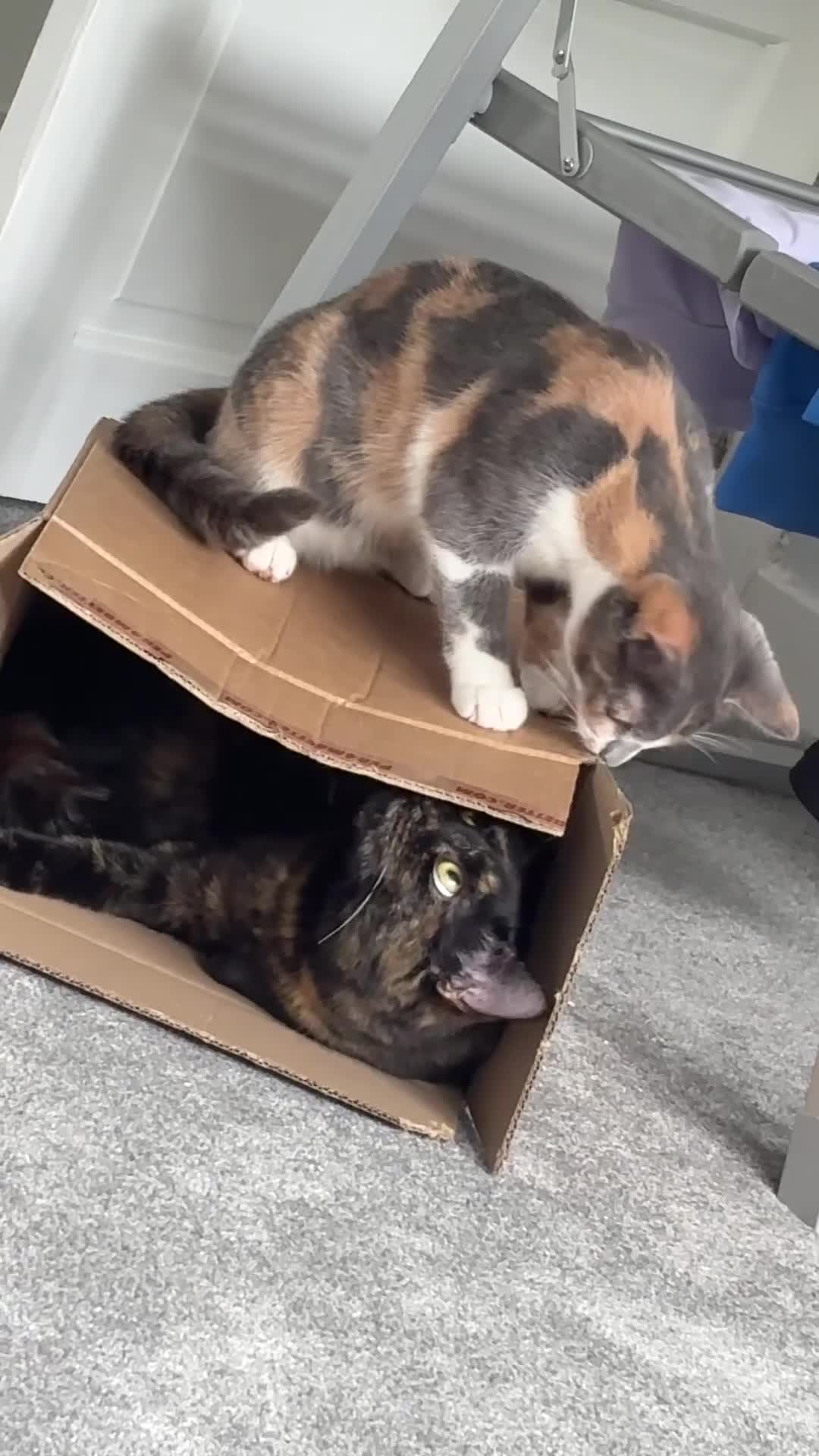 Domestic Shorthair cats for sale: 9 Month Old Kitten, Kova  in Glasgow - Video 1