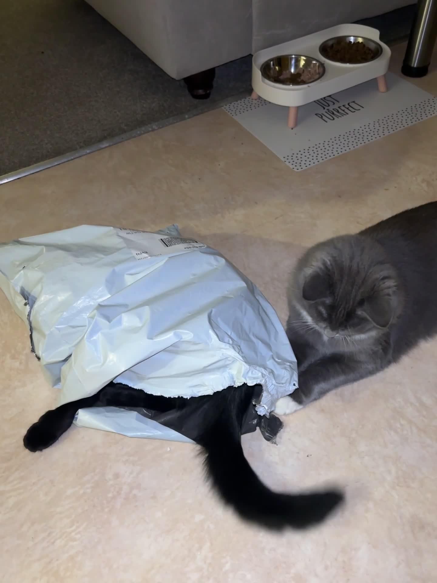 Ragdoll cats for sale: 1 ragdoll kitten&1 blk shorthair rehomed together  - Video 5