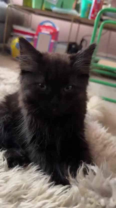 British Longhair cats for sale: Ready To Go This Weekend! 3 Sweet Little Kittens - Video 1