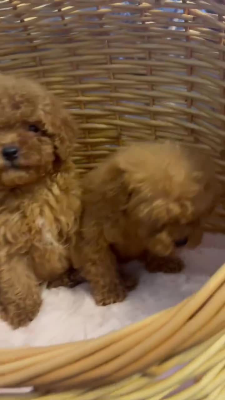 Toy Poodle dogs for sale: Toy poodle - Video 1
