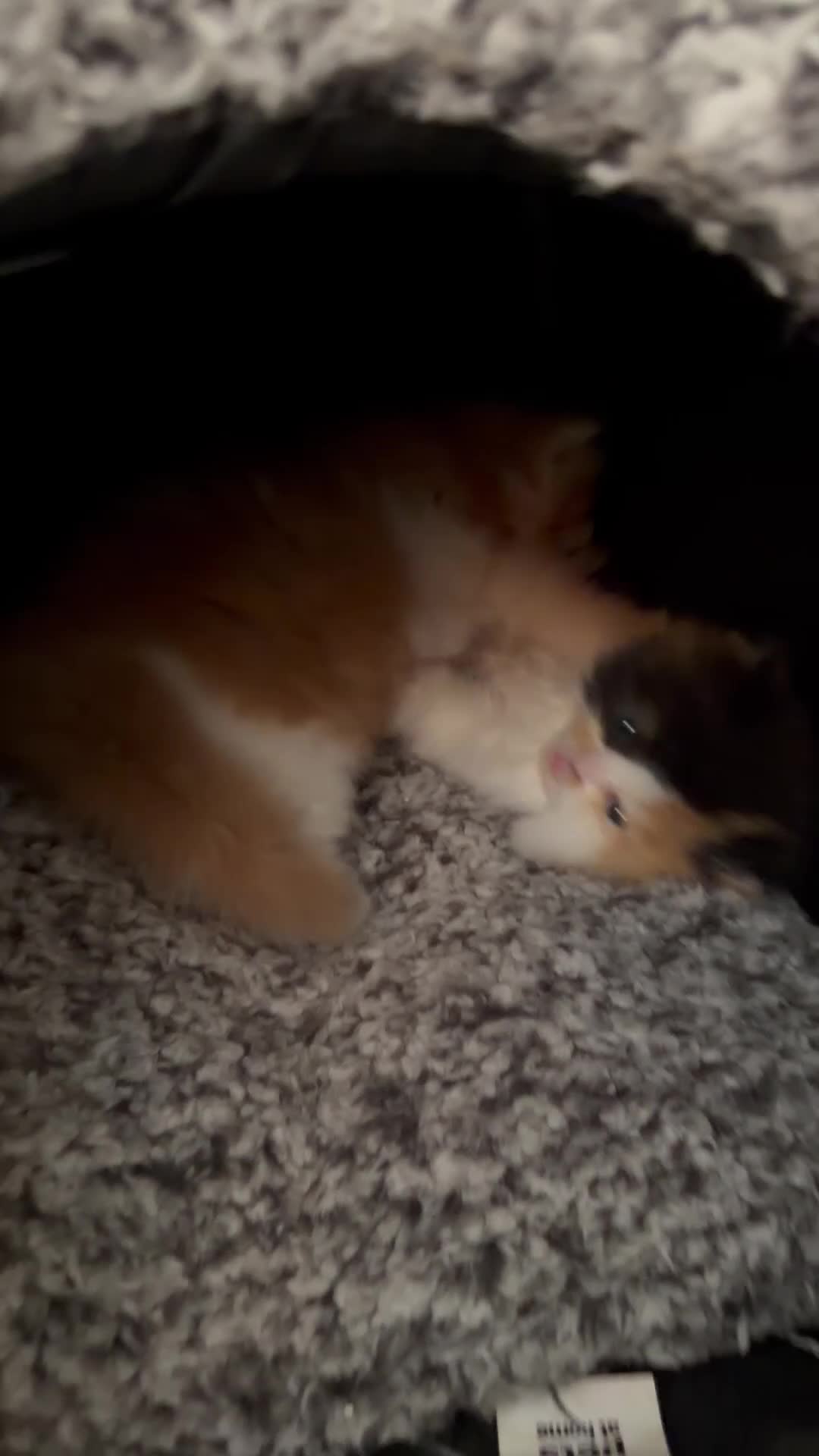 Mixed Breed cats for sale: I have 2 beautiful kittens persian chinchilla. - Video 1