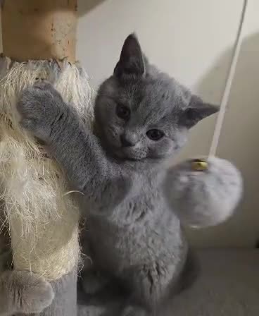 Brazilian Shorthair cats for sale: Beautiful British Champion Shorthair Kittens - Video 3