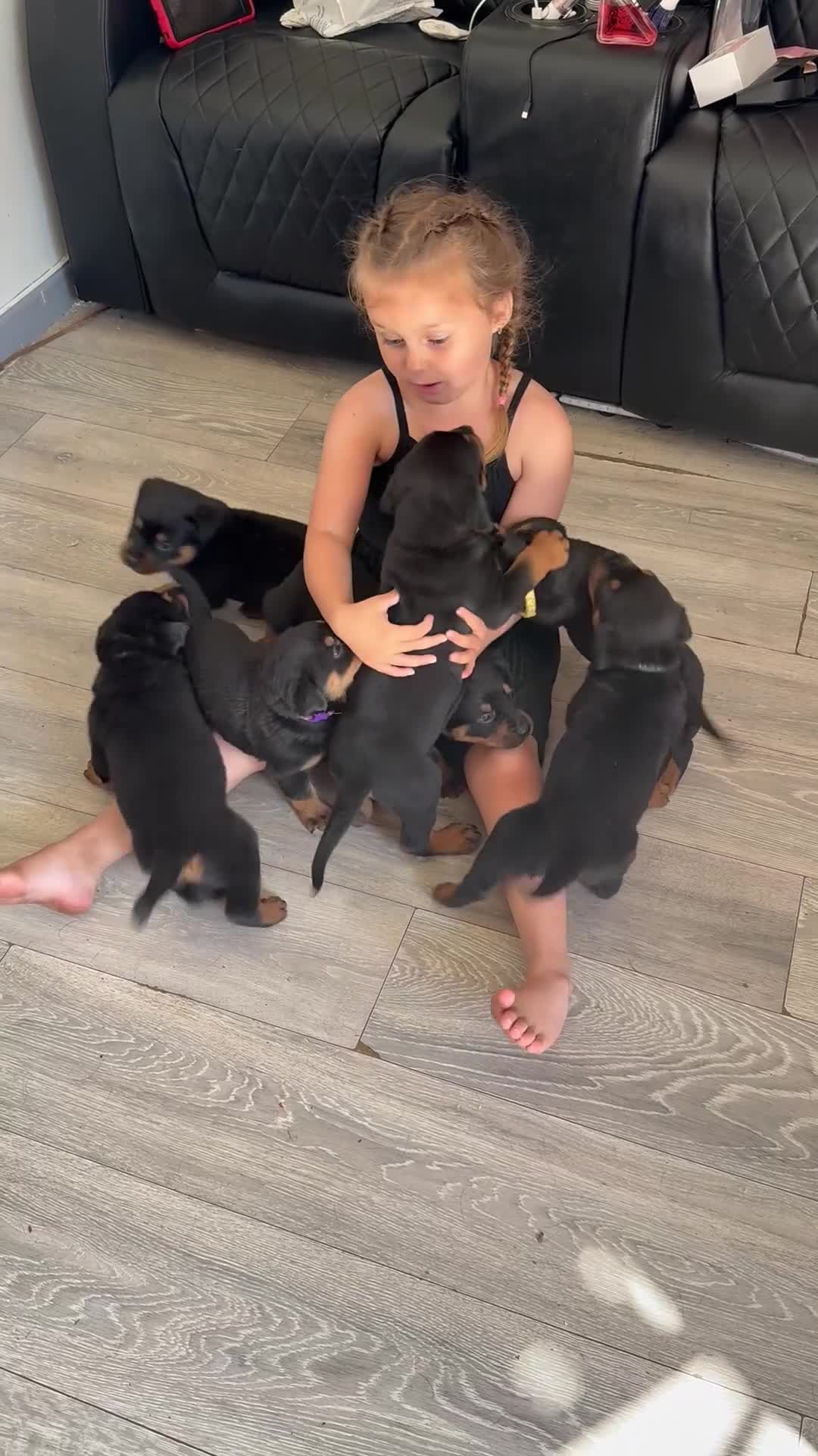Rottweiler dogs for sale: Absolutely stunning Rottweiler puppies  - Video 1